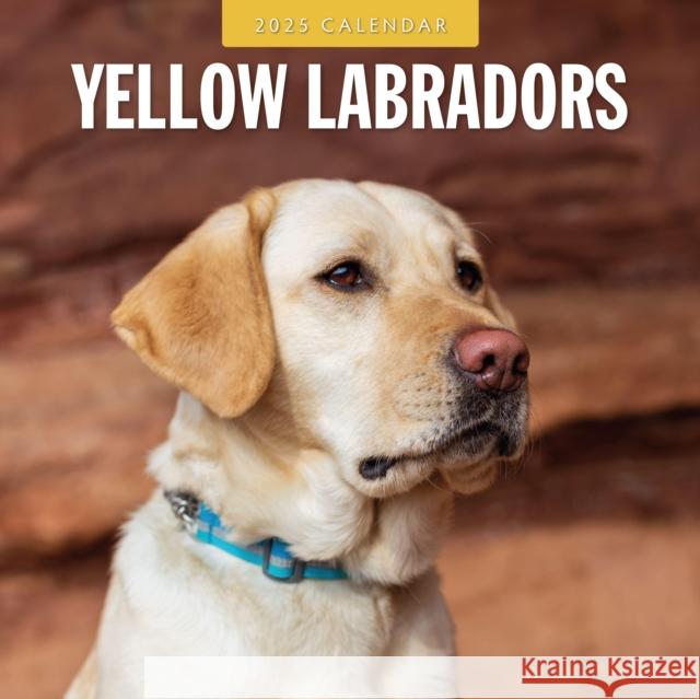 Yellow Labradors 2025 Square Wall Calendar Red Robin 9781804425268 Red Robin Publishing Ltd.