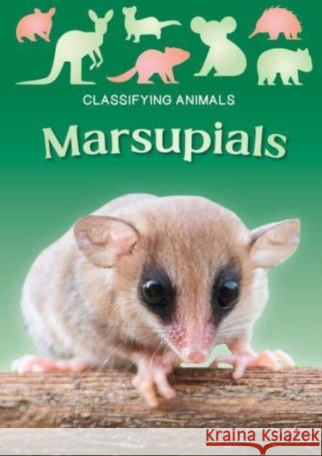 Marsupials Madeline Tyler 9781805053859 Booklife Publishing Ltd