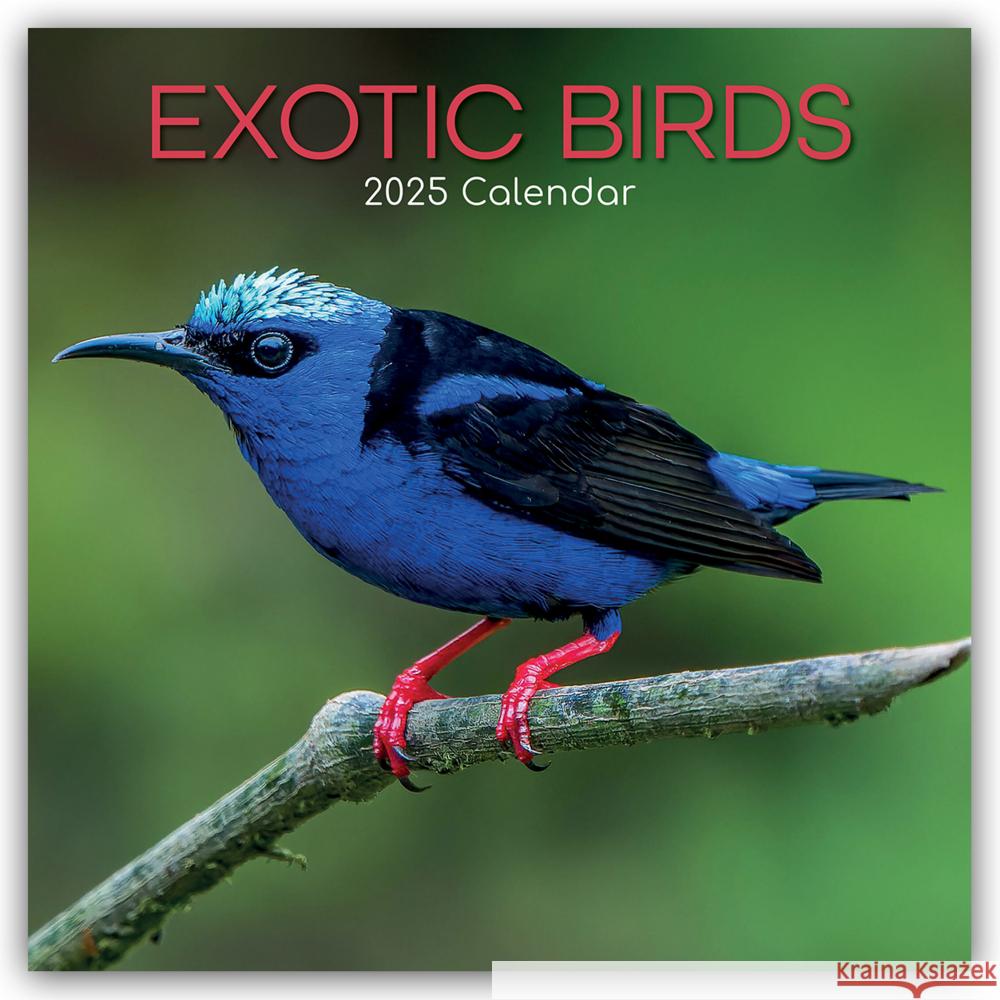 Exotic Birds - Exotische Vögel 2025 - 16-Monatskalender Gifted Stationery Co. Ltd 9781835360385