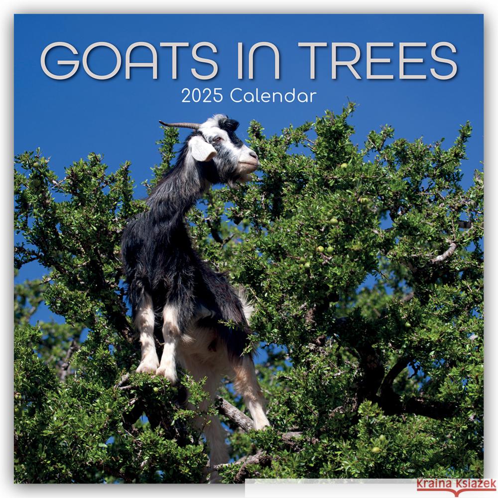 Goats in Trees - Ziegen auf Bäumen 2025 - 16-Monatskalender Gifted Stationery Co. Ltd 9781835360637