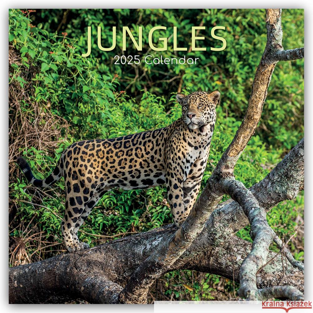 Jungles - Dschungel 2025 - 16-Monatskalender Gifted Stationery Co. Ltd 9781835360958