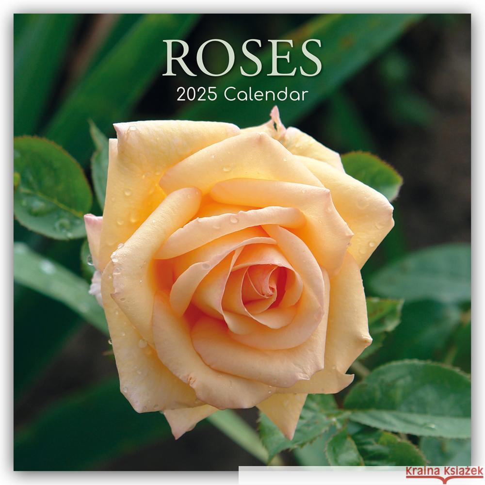 Roses - Rosen 2025 - 16-Monatskalender Gifted Stationery Co. Ltd 9781835361870 Flechsig