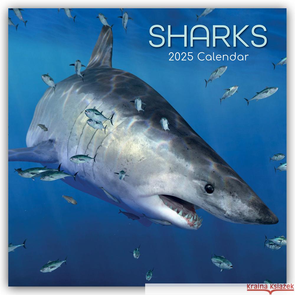 Sharks - Haie 2025 - 16-Monatskalender Gifted Stationery Co. Ltd 9781835361955