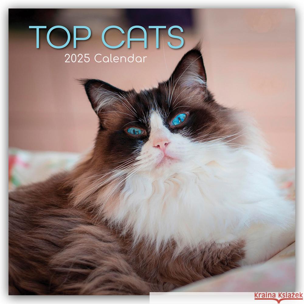 Top Cats - Top-Katzen 2025 - 16-Monatskalender Gifted Stationery Co. Ltd 9781835362310