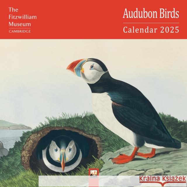 Fitzwilliam Museum: Audubon Birds Wall Calendar 2025 (Art Calendar)  9781835620779 Flame Tree Publishing