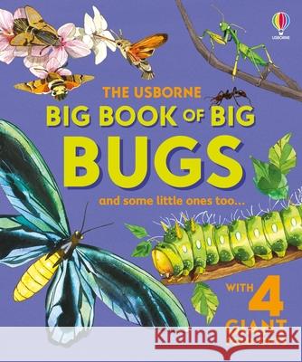 Big Book of Big Bugs Emily Bone Fabiano Fiorin 9781836050346