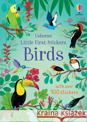Little First Stickers Birds Jane Bingham Malgorzata Detner 9781836051145
