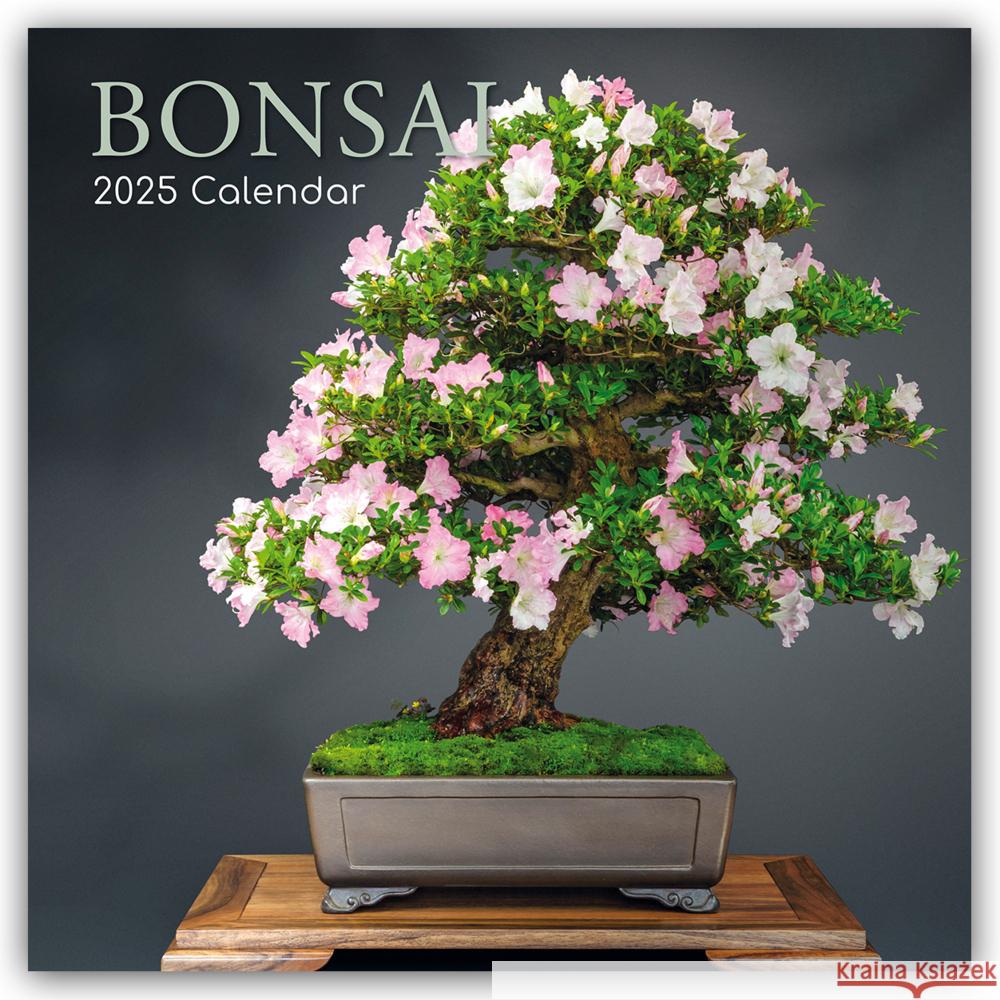 Bonsai - Bonsaibäume 2025 - 16-Monatskalender Gifted Stationery Co. Ltd 9781837889501