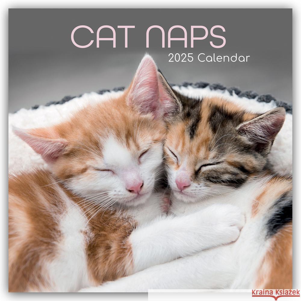 Cat Naps - Träumende Katzen 2025 - 16-Monatskalender Gifted Stationery Co. Ltd 9781837889709