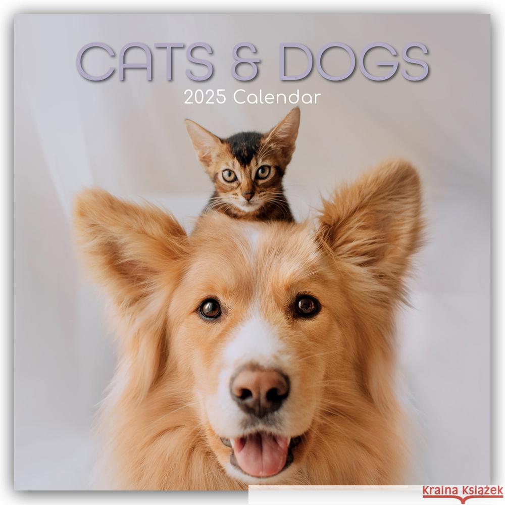 Cats and Dogs - Katzen und Hunde 2025 - 16-Monatskalender Gifted Stationery Co. Ltd 9781837889730