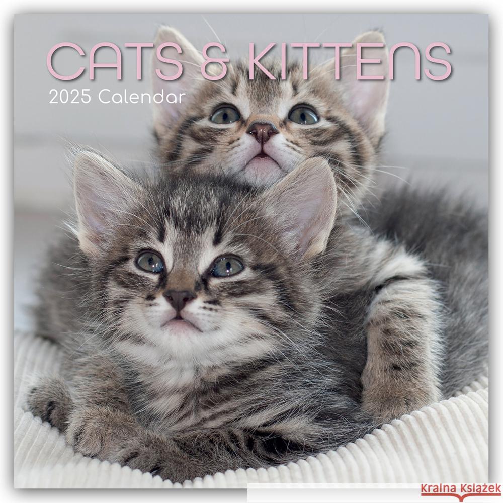 Cats and Kittens - Katzen und Kätzchen 2025 - 16-Monatskalender Gifted Stationery Co. Ltd 9781837889747 Flechsig