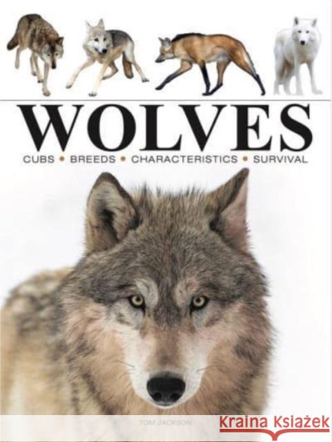 Wolves Tom Jackson 9781838863562 Amber Books Ltd