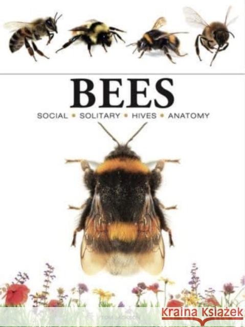 Bees Tom Jackson 9781838863579 Amber Books