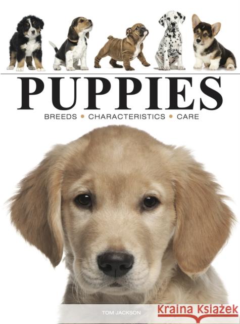 Puppies Amber Books 9781838864422