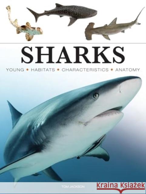 Sharks & Underwater Predators Tom Jackson 9781838864439 Amber Books Ltd