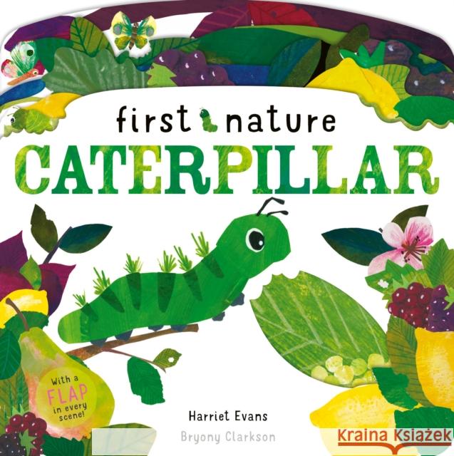 Caterpillar Harriet Evans 9781838910440 Little Tiger Press Group