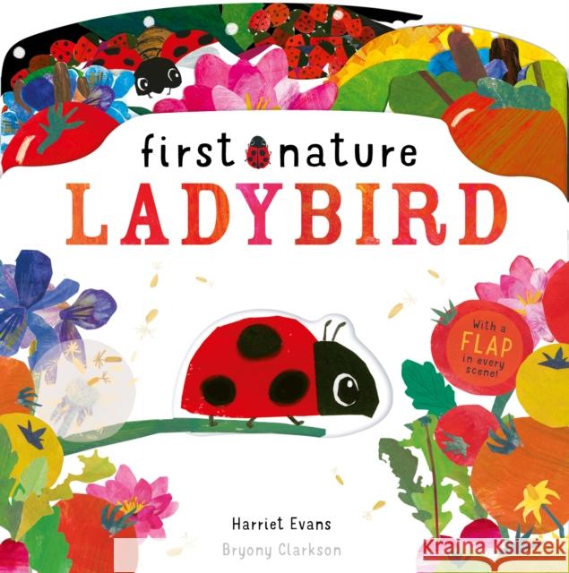 Ladybird Harriet Evans 9781838911560