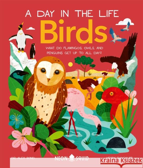 Birds (A Day in the Life): What Do Flamingos, Owls, and Penguins Get Up To All Day? Alex Bond Neon Squid  9781838992705