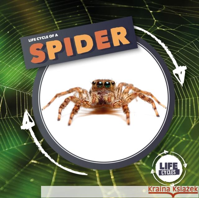 Life Cycle Of A Spider Kirsty Holmes, Brandon Mattless 9781839274763 BookLife Publishing