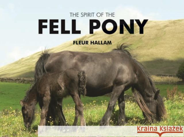 The Spirit of the Fell Pony Fleur Hallam 9781841146706 Halsgrove