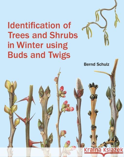 Identification of Trees and Shrubs in Winter Using Buds and Twigs Bernd Schulz Monika Shaffer-Fehre Henk Beentje 9781842466506