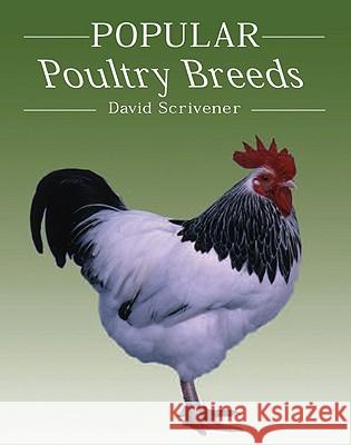 Popular Poultry Breeds David Scrivener 9781847971036 THE CROWOOD PRESS LTD