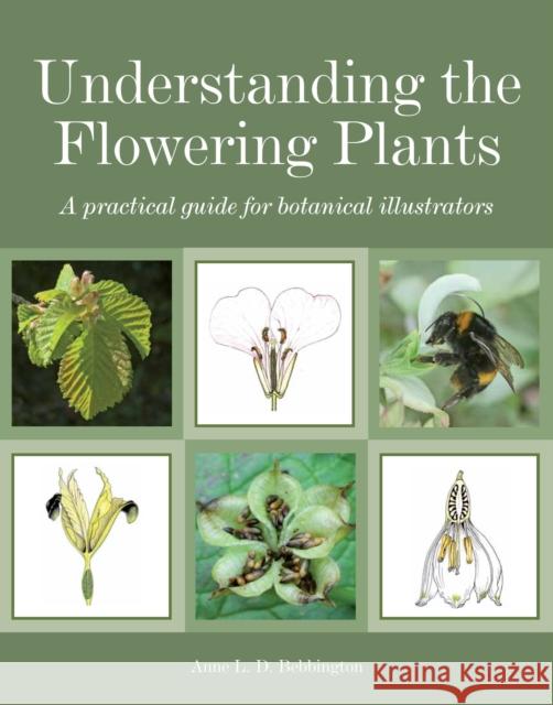 Understanding the Flowering Plants: A Practical Guide for Botanical Illustrators Anne Bebbington 9781847977588