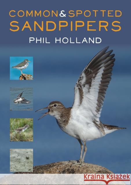 Common and Spotted Sandpipers Phil Holland 9781849953610 Whittles Publishing