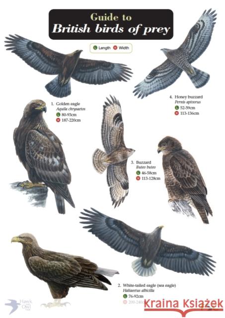 Guide to British Birds of Prey Simon Norman, Hawk and Owl Trust 9781851532827 Field Studies Council