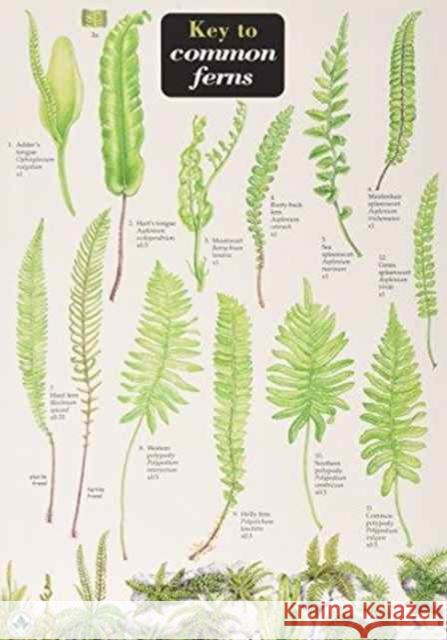 Key to Common Ferns James Merryweather, Carol Roberts 9781851532902 Field Studies Council