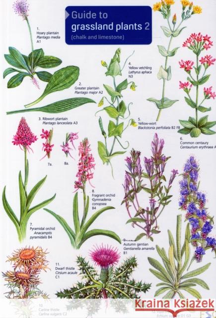 Guide to Grassland Plants 2: Chalk and Limestone Anne Bebbington 9781851532919 Field Studies Council