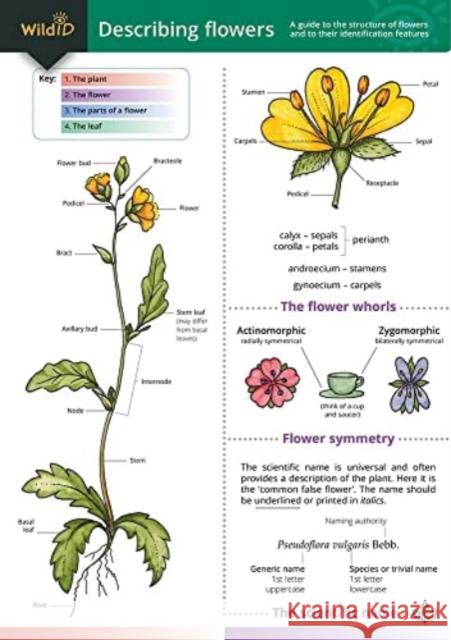 Describing Flowers Anne Bebbington, John Bebbington 9781851538423 Field Studies Council