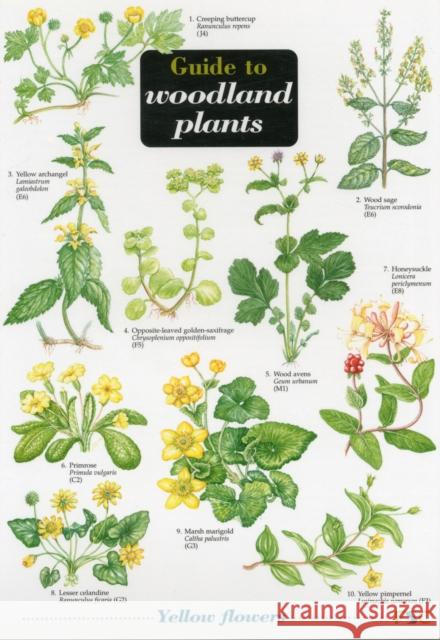 Guide to Woodland Plants Richard Gulliver, Mavis Gulliver, Carol Roberts 9781851538607