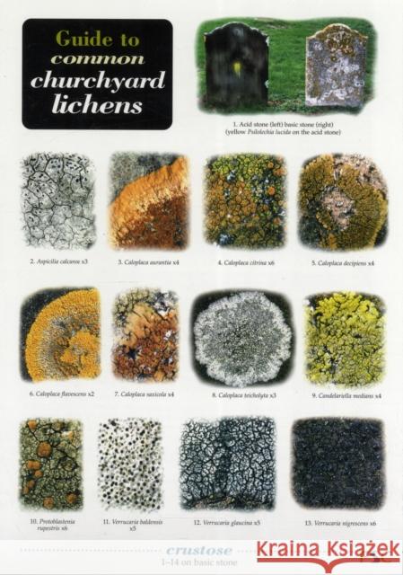 Guide to Common Churchyard Lichens Frank Dobson 9781851538942 Field Studies Council