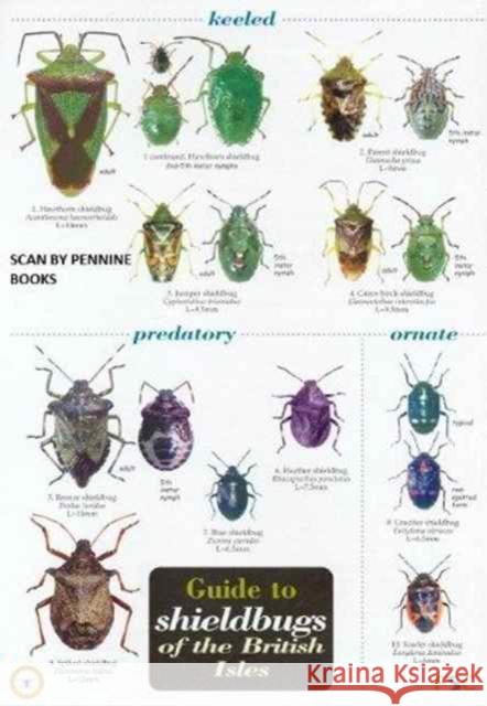 Guide to Shieldbugs of the British Isles Bernard Nau 9781851538980 Field Studies Council