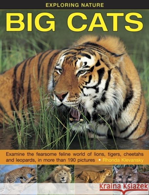 Exploring Nature: Big Cats Rhonda Klevansky 9781861474063 Anness Publishing