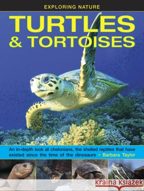 Exploring Nature: Turtles & Tortoises Taylor Barbara 9781861476432