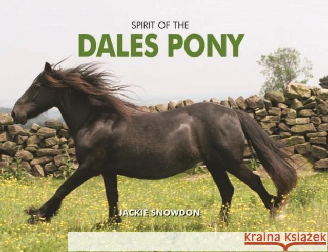 Spirit of the Dales Pony Jackie Snowdon 9781906887940