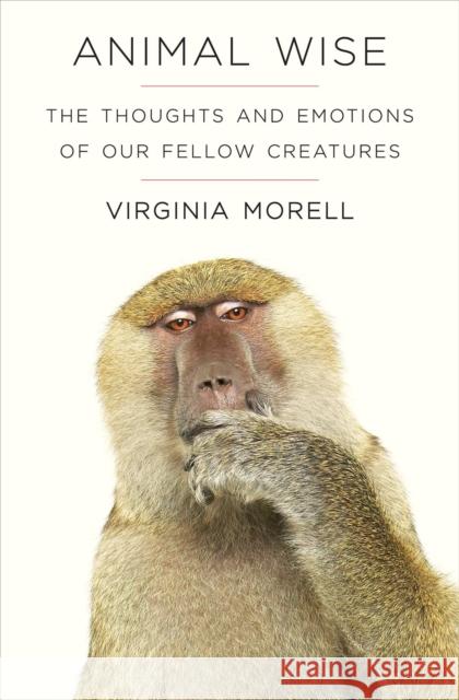 Animal Wise: The Thoughts and Emotions of Animals Virginia Morell 9781906964917