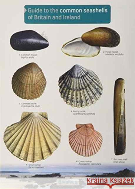 Guide to the Common Seashells of Britain and Ireland Chris Field Studies Council, Shields 9781908819062 Field Studies Council