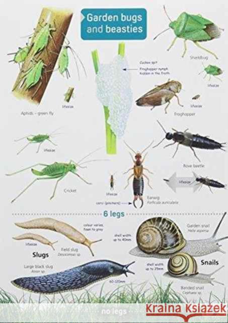 Garden Bugs and Beasties Rebecca Farley-Brown, Chris Shields 9781908819154