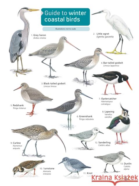 Guide to winter coastal birds Sue Loughran 9781908819390 Field Studies Council