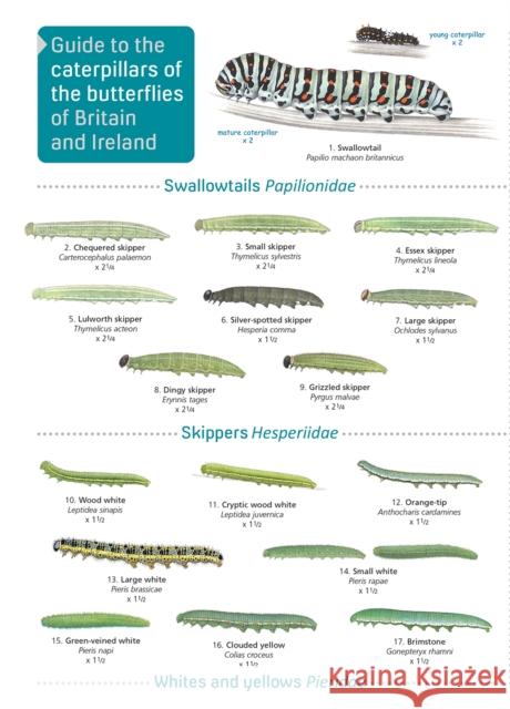 Guide to caterpillars of the butterflies of Britain and Ireland John Bebbington 9781908819468