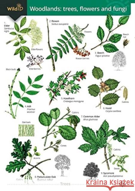 Woodlands: trees, flowers and fungi Rebekah Trehern 9781908819635 Field Studies Council