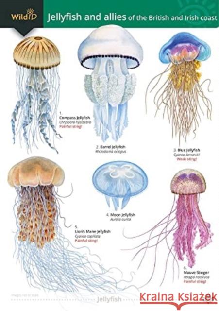 Jellyfish and allies of the British and Irish Coast Rebekah Trehern 9781908819734 Field Studies Council