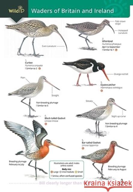 Wader of Britain and Ireland Keith Offord 9781908819895 Field Studies Council