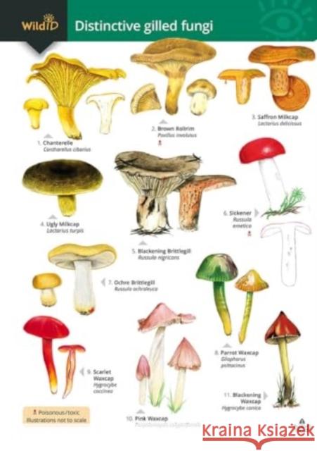 Distinctive gilled fungi Rebecca Farley-Brown 9781908819918 Field Studies Council
