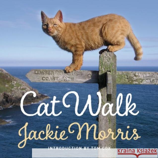 Cat Walk Jackie Morris 9781909823273 Graffeg Limited