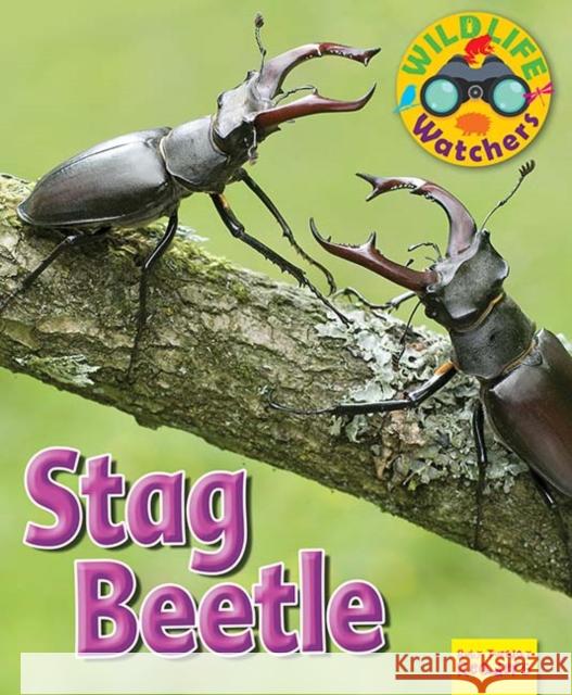 Wildlife Watchers: Stag Beetle  9781911341239 Ruby Tuesday Books Ltd