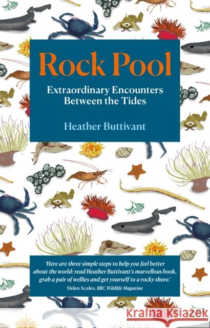 Rock Pool: Extraordinary Encounters Between the Tides Heather Buttivant 9781912836123 Duckworth Books